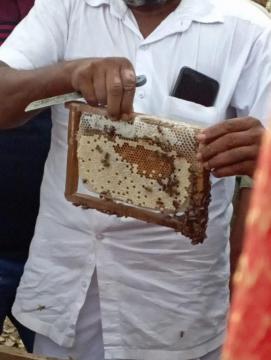 training on honey bee cultivation