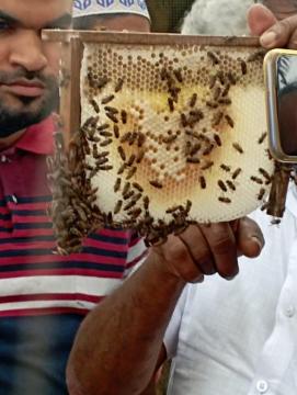 training on honey bee cultivation