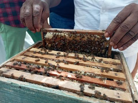 training on honey bee cultivation